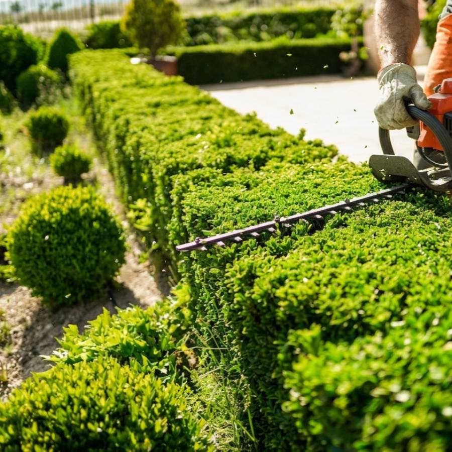 Hedge trimming and tree work by Greenview Landscapes